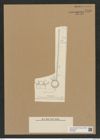 Chaetoceros pennatus Grun. (de-Toni-Nr.: Genus 149, Species 4167) Zeichnungen Sammlung Grunow Nr. 7718 (NHMW-BOT-W0376926)